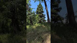 Nature Walking, inspiration, calming and relaxing 💖