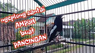 KACER GACOR NGEPLONG CUKUP HITUNGAN DETIK , AMPUH BIKIN KACER LAIN JEBOL EMOSI !!!!