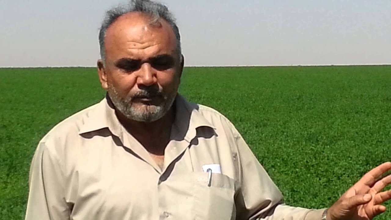 زراعة البرسيم بالسعودية | حاتم الصابوني