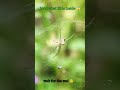 Look what Hide inside 😱 It's a spider 🕸️ #spider #spidernet #insects #nature #macrovideography