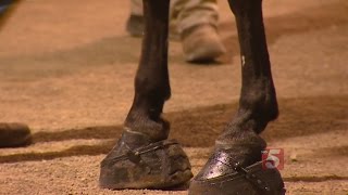 Concerns Arise Over Disqualification at National Walking Horse Celebration