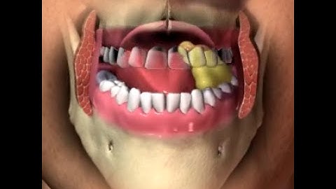 Mastication  chewing animation