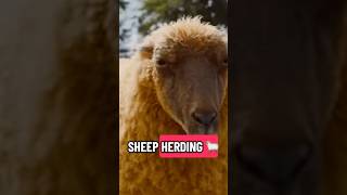 🐑🔍 #thesheepdetectives #hughjackman #cassettetake #sheep #movietrivia #georgemiller #tlou #babe