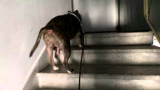 Amstaff Dante Walking Up The Stairs At 7 Years Old . Thank Dog He Has His Tail To Help