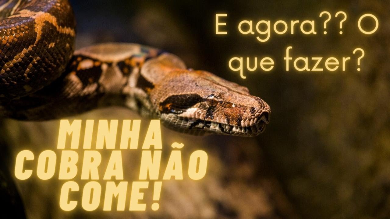 Minha cobra não come! E agora?!
