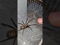 Cette araignée est la moins dangereuse ! thumbnail
