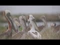 A state bird returns queen bess island invites brown pelicans back