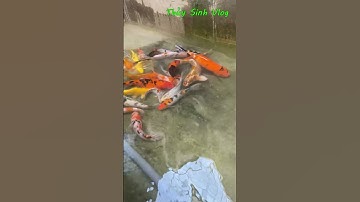 Thay nước bể cá koi hết rêu #shorts