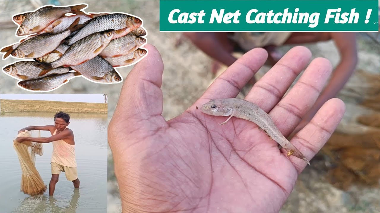 Sikandr Fish पोखरा में मछली पकड़ने का देसी जुगाड़ ! Cast Net Catching Fishing Video ...