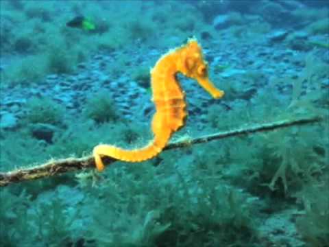 Longsnout Seahorse Stetson Bank 4 2009 07 29