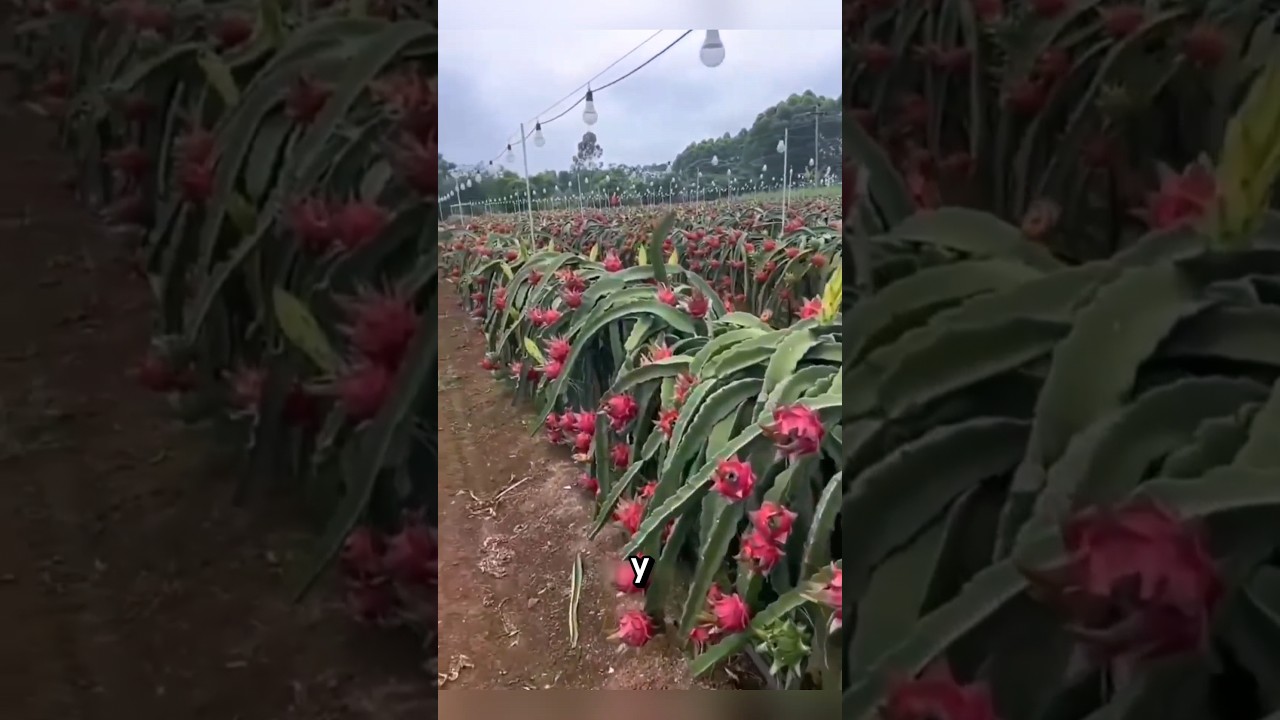 Método Innovador: Luces que Estimulan el Crecimiento de Pitahaya