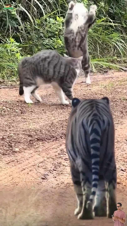 Mental Baja! Kucing Ini Hadapi Harimau Tanpa Takut #kucing #harimau #animals