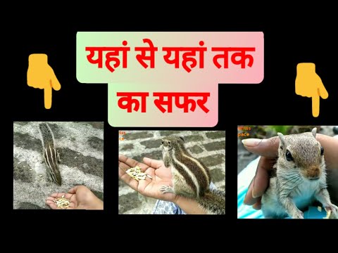 369- How to Gain a Squirrel Trust / गिलहरी का विश्वास कैसे जीतें / How Do You Bond With a Squirrel