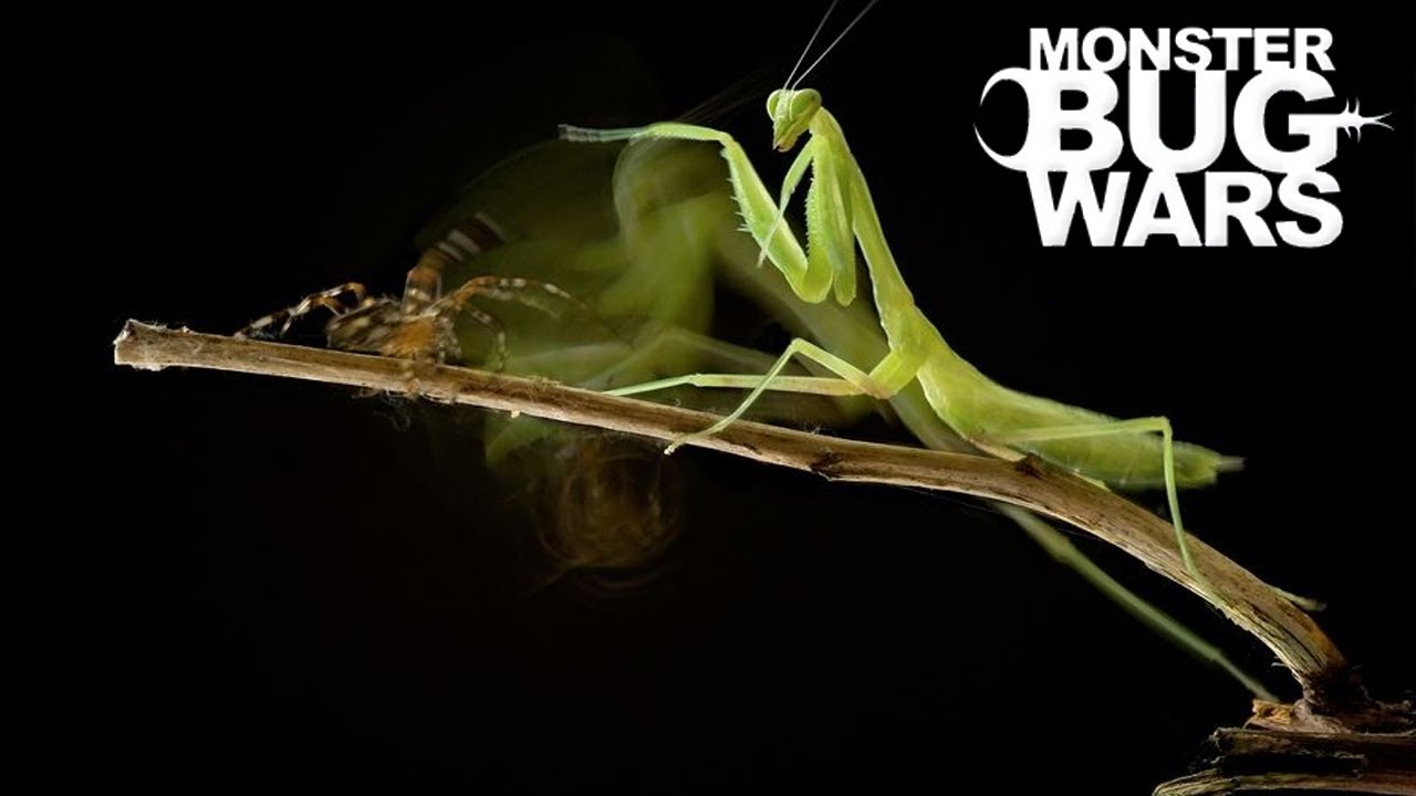 When Mantises Attack #2 - MONSTER BUG WARS