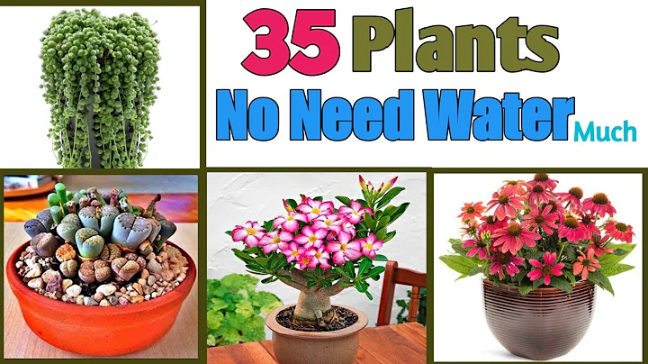 35 Best Plants that don't Need Water much | No Need Water Plants | Plants and Planting - DayDayNews