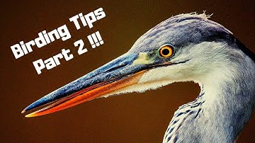 bird watching | five tips and tricks (birding)