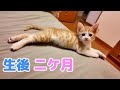 生後２ヶ月になりました！子猫のネムネム集 成長記録と脱ペットロス 初老夫婦の日常