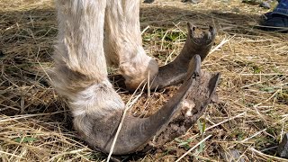 Rescue Donkey with Overgrown Hooves gets Pedicure [Part 1]