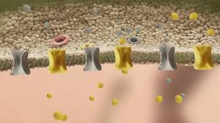 Neuromodulation part 2