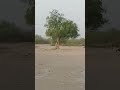 Thari goats  desert animals