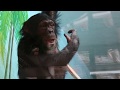Прикольные обезьяны в Новосибирском зоопарке