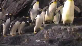 'Oshie' a Gentoo penguin growing up at Saint Louis Zoo