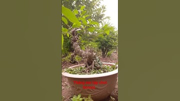 Sung bonsai