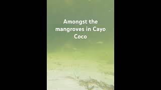 Download Mp3 Cayo Coco Gudang lagu Download Mp3 Cayo Coco