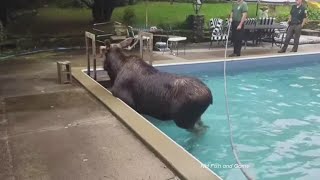 N.H. Fish and Game help stranded moose out of Bedford pool screenshot 5