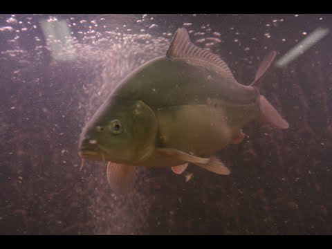 Video: Geheimen Van Het Karpervissen