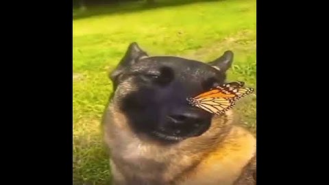 Thumbnail of I have no enemies dog meme #meme #ihavenoenemies #firederp #dog #template