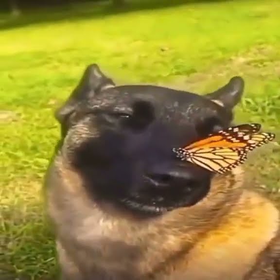 I have no enemies dog meme #meme #ihavenoenemies #firederp #dog #template