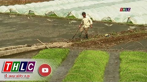 Đảm bảo điều kiện để sản xuất lúa vụ xuân thành công | THLC