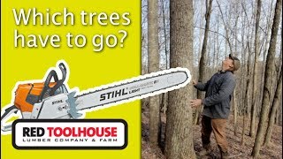 Ep97: How to choose the right trees to keep for silvopasture