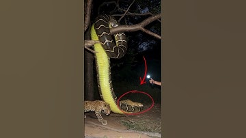 snake wrapped around a branch in a tree #snake #viralvideo #shorts #shortvideo  #usa