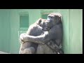 Shabani シャバーニ🦍 Gorilla family is energetic. ゴリラの家族は元気です キヨマサ、アニー、アイ、ネネ  Kiyomasa Nene Ai Annie - #90