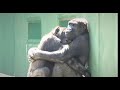 Shabani シャバーニ🦍 Gorilla family is energetic. ゴリラの家族は元気です キヨマサ、アニー、アイ、ネネ Kiyomasa Nene Ai Annie - #90