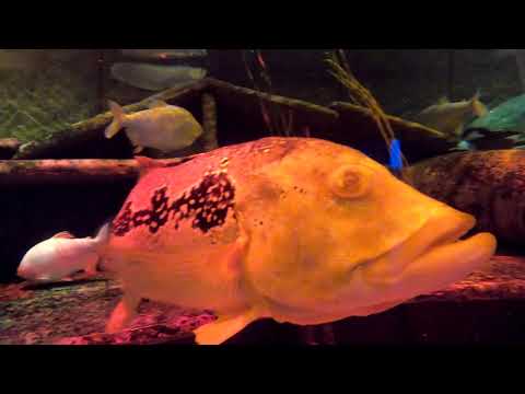The Lost Chambers Aquarium Dubai in 4K