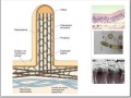 Tjidos Basicos y Epitelio