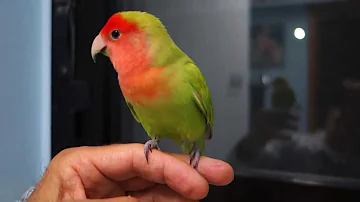 Come è fatto un pappagallo inseparabile?