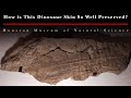 How is this dinosaur skin so well preserved?
