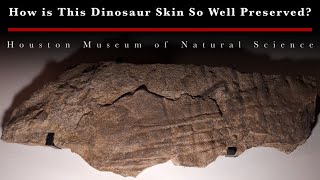 How is this dinosaur skin so well preserved?