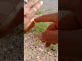 منين ايگولك شئ واحد الله يعطيك عن حق ويقين تحت الدس هذا القرآن عجبا اتا هو