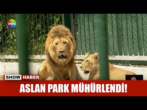 Aslan park mühürlendi!