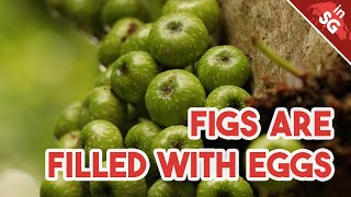 Tight Hole Common Redyellow Stem-Fig