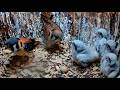 American Kestrel Chicks Feed Themselves A Vole Delivered By Dad | May 28, 2026
