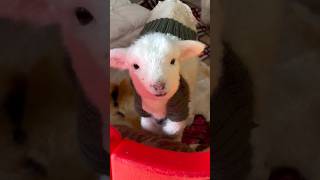 Cute little lamb #tiktok #baby #funny #fouryou #cute #fyp #farm #animals #fouyour #lamb #sheep