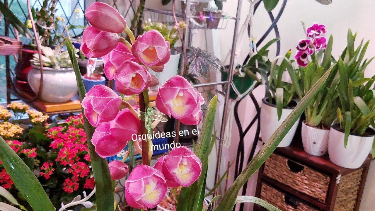 Circular bordado Dime Orquídeas de bulbos, cuidados, sustratos, fertilización y recomendaciones.  - YouTube