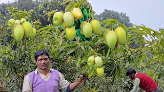 धर्मवीर माली ने बता दिया आम का नर्सरी सीक्रेट चुपके से