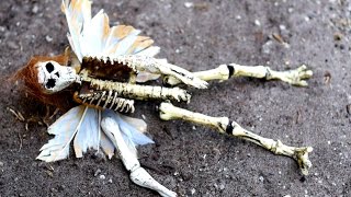 FAIRY SKELETON IDENTIFIED!